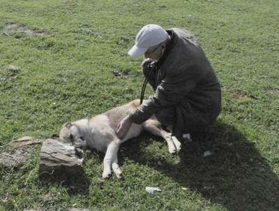 Tarım ilaçlı balıkla 5 köpeği zehirlediler