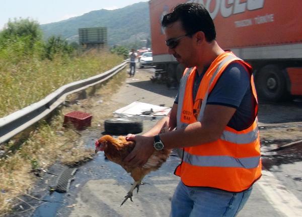 TIR emniyet şeridindeki tavuk yüklü kamyonete çarptı, onlarca tavuk TEM'e saçıldı.