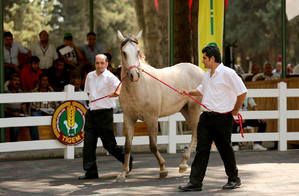 ‘Umurşah’, 230 bin liraya satıldı