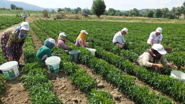 Turşuluk acı biber İvrindili çiftçinin yüzünü güldürdü