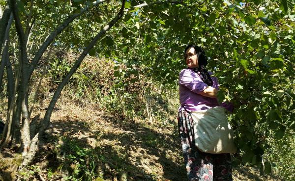 Fındık üreticisi 15 liranın üzerinde fiyat bekliyor