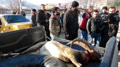 Avlanması yasak dağ keçisinin derisini yüzerken yakalandılar (2)
