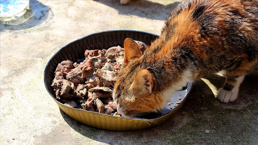 Sahipsiz kedi besleyene 10 gün hapis