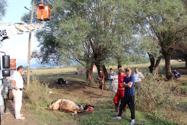 Kopan elektrik telleri 4 ineği telef etti