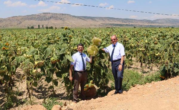 Denizli, çerezlik ayçiçeği üretiminde zirveye çıktı