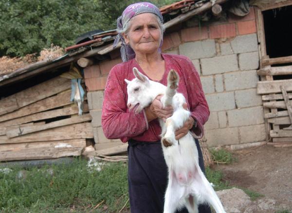 13 günlük oğlak süt verdi
