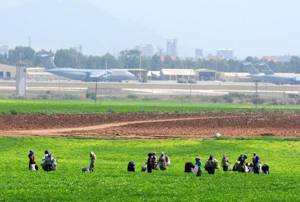 İncirlik'in çevresinde fıstık hasadı