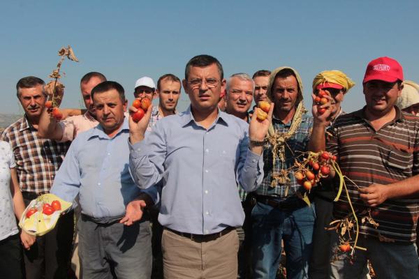 Manisa'da domates üreticisi dertli