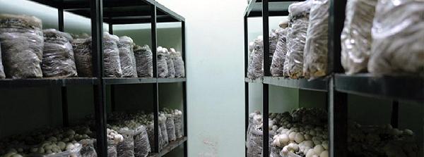'Mantar iyi bir diyet ürünü'