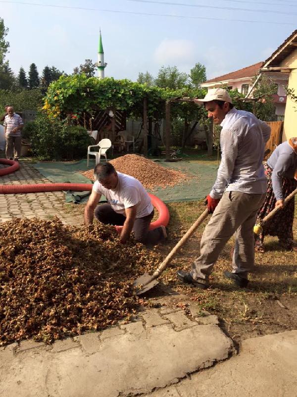 Rize Valisi Yazıcı baba ocağında fındık hasadı yaptı