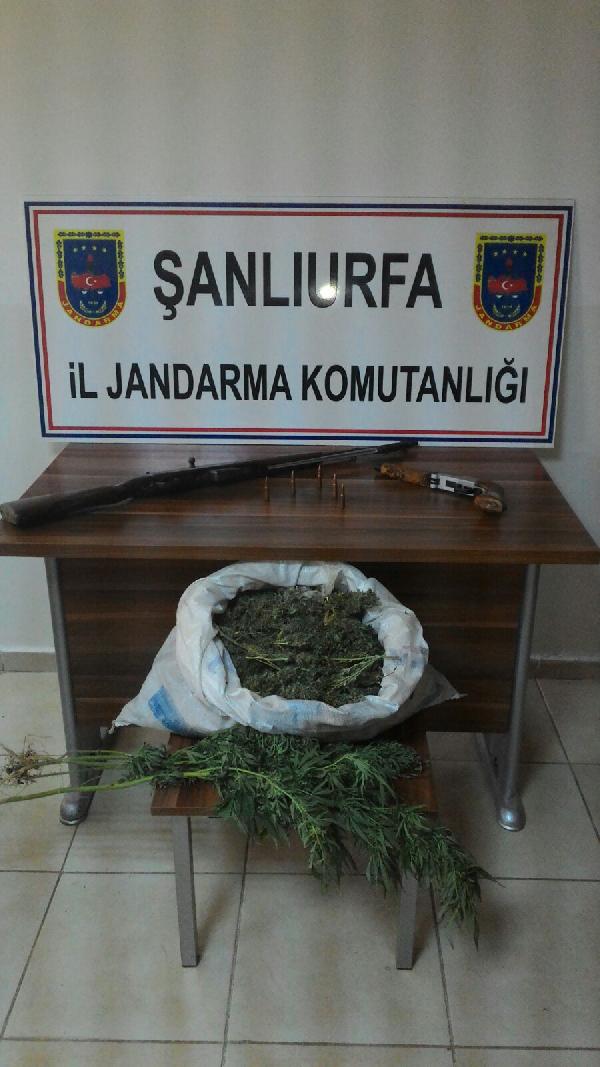 Tarlaya uyuşturucu baskını