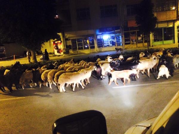 Trafikteki küçükbaş hayvanlar sürücüleri isyan ettirdi