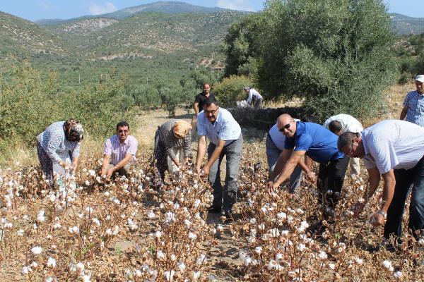 Söke Ovası'nda sezonun ilk pamuk hasadı