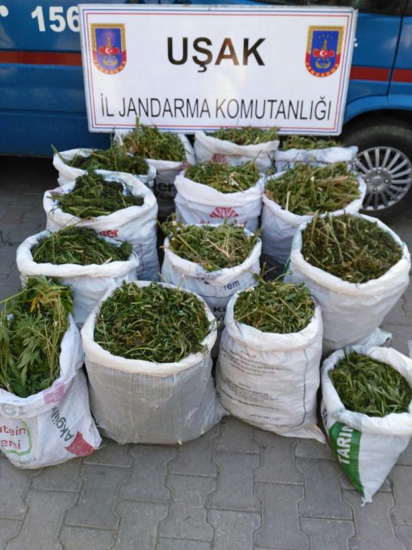 Uşakta 140 kilogram esrara 2 tutuklama