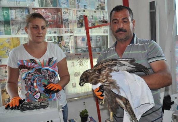 Yaralı şahin, koruma altına alındı