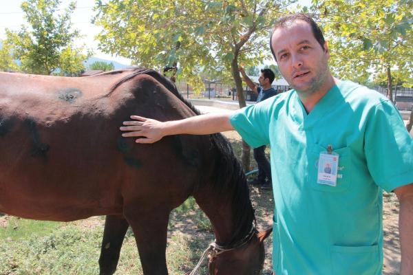 Ormana terkedilen yaralı at, avcıların hedef tahtası oldu