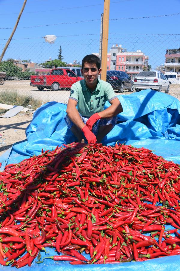 Adana'da salçalık biber sezonu başladı