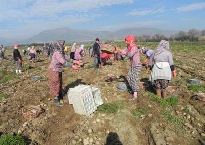 Ödemiş'te tarlaları don vurdu, patates üreticisi perişan
