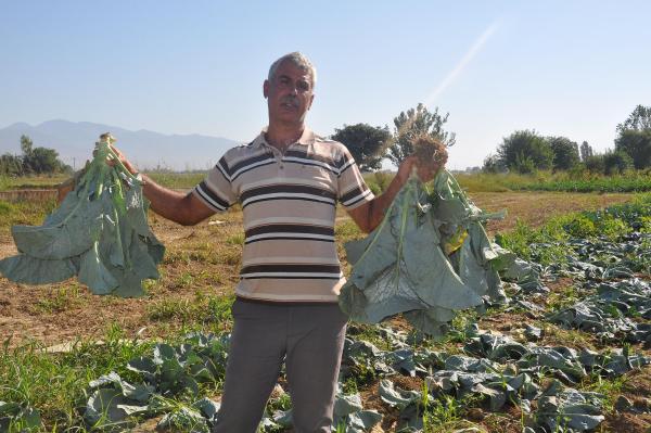 Tarlada yetiştirdikleri sebzelere 6'ncı kez zarar verildi