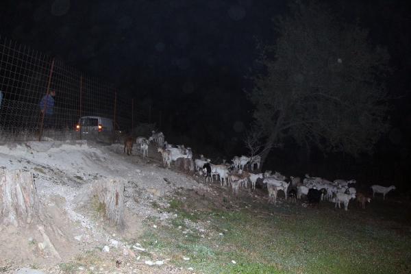 Keçiler yanmaktan kurtarıldı