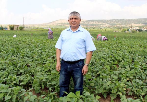 Taze fasulyede verim düştü, fiyat yükseldi