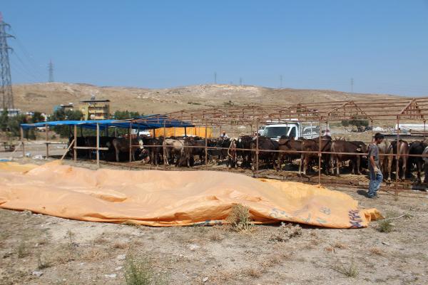 İzmir'de kurbanlık satış yeri gerginliği