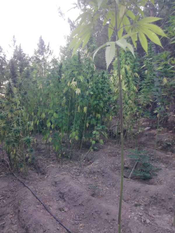 Hintkenevirini sulamak için 1 kilometrelik hortum döşemişler