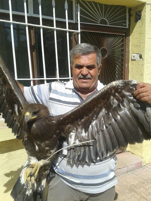 Jandarmaların yaralı bulduğu kartal tedaviye alındı