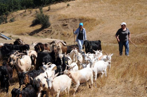 İki kadının 50 keçi ile başlayan ortaklığı fabrika yolunda
