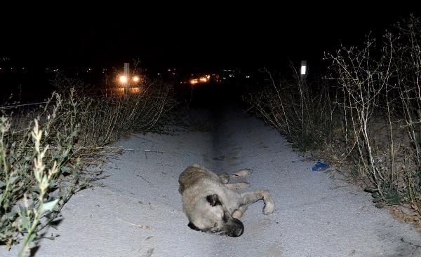 Kayseri’de köpeğe çarpan kamyonet takla attı: 2 ölü, 3 yaralı