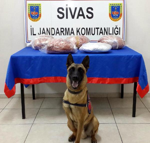 Narkotik köpeği 'Geçim', salçaya sarılı 19 kilo esrar buldu