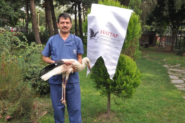 Yaralı leyleğin kanadı kesildi
