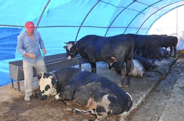 Kurbanlıklar getirildi, fiyatları yüksek bulundu