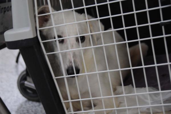Felçli sokak köpeğinin yeni yuvası ABD
