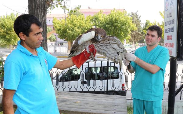 Kanadı kırık yavru kartala şefkat eli