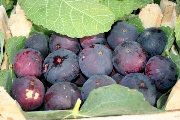 Torosların eteğinde yetişen 'Sinap inciri' geçim kaynağı oldu