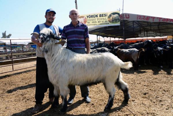 160 kiloluk kurbanlık teke 1600 liraya satıldı