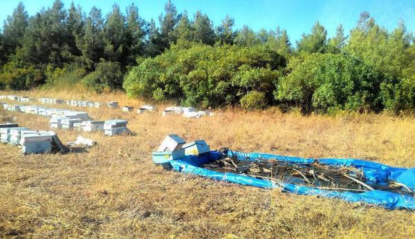 Kazada yola saçılan kovanlardaki arılara can suyu ormancılardan