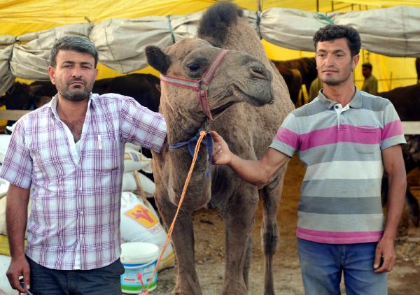750 kiloluk kurbanlık deve 15 bin lira