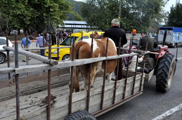 Bartın'da kurbanlıklar satışa çıktı