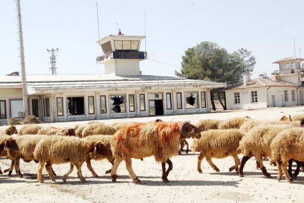 Kurbanlık develer eski havaalanı pistinde