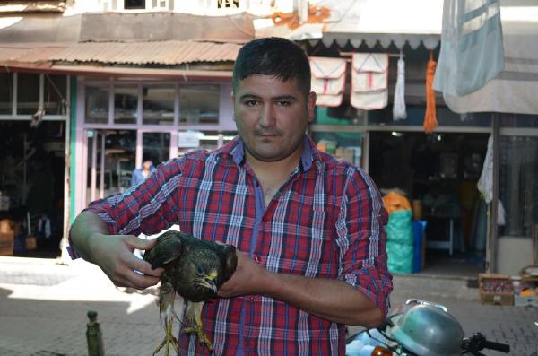 Tarlasında bulduğu yaralı şahine sahip çıktı