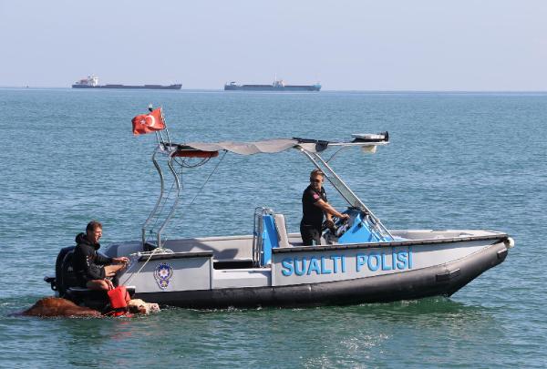 Gemiden denize düşen tosunu deniz polisi kurtardı