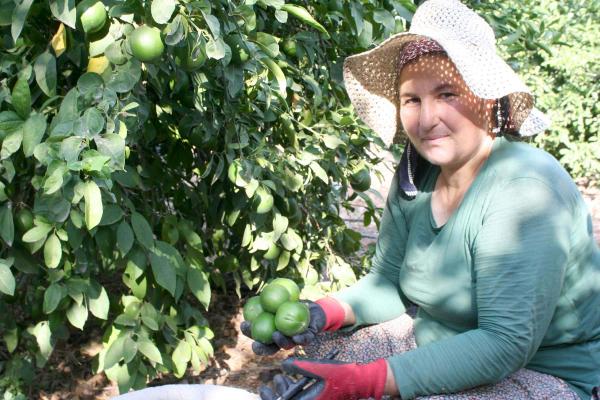 Mersin'de limon hasadı başladı