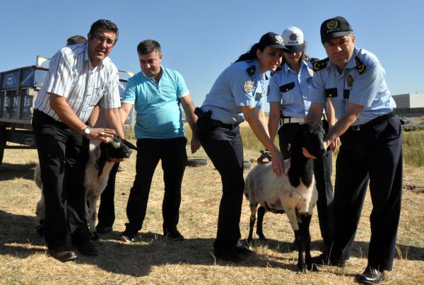 Adıyaman'da polisler, şehitler için 11 koyun kesip, etleri dağıttı