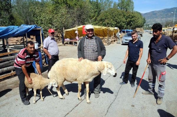 120 kiloluk koç görenleri şaşırtıyor