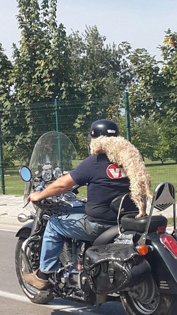 Motosiklette köpekle yolculuk