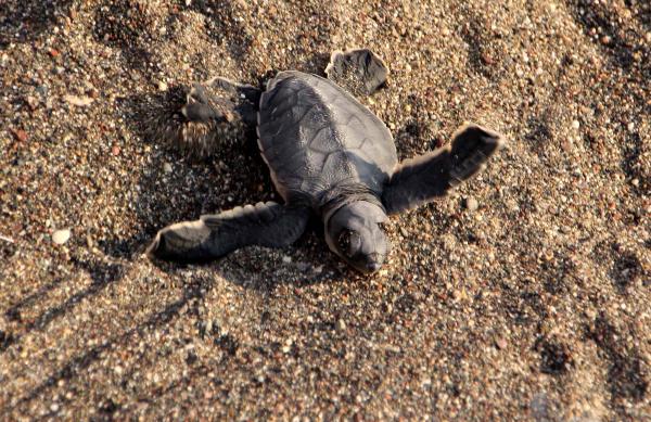 Mersin sahillerinde 20 bin Caretta yavrusu denizle buluştu
