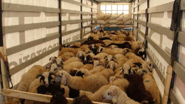 Kars TB Meclis Başkanı Acay: Türkiye'ye hayvan sayısı az ve yetmiyor
