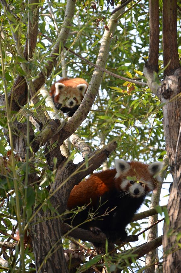 Kızıl panda Lale,Jale ve Hale'ye eş aranıyor